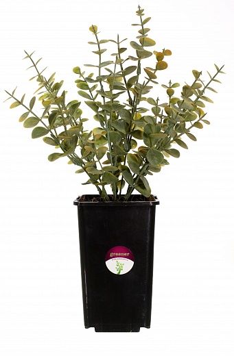 Eucalyptus Lozanno in a cachepot