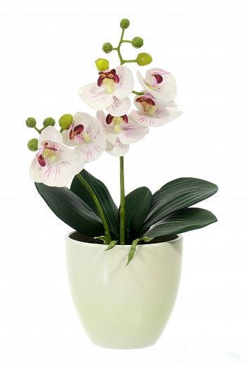 Kamira orchid mini