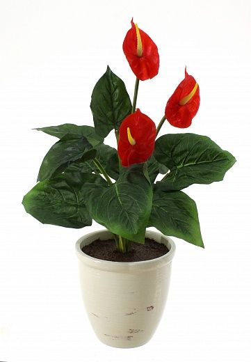 Anthurium Zuli cachepot Dekollete