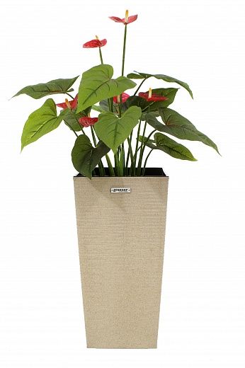 Anthurium Tavira cachepot Dekollete Kuno 46 Eco