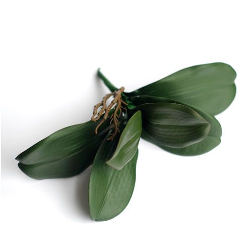 Orchid leaves (6 leaves)