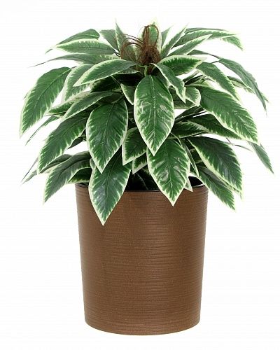 Croton Claire Cachepot Dekollete Clasico 30 Eco