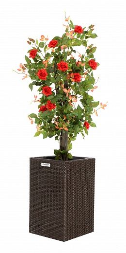 Rose Michel cachepot Dekollete Rattan Cube 50