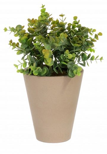 Eucalyptus Lozanne pot Dekollete Concrete 17