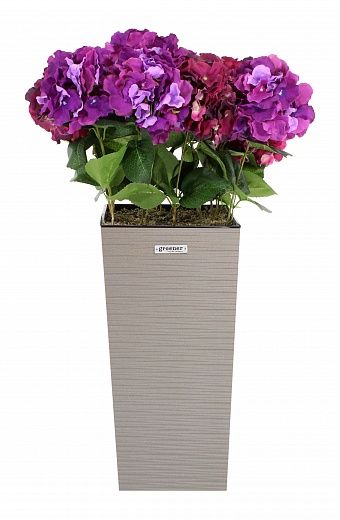 Hydrangea Sortelia cachepot Dekollete Kuno 46 in stock 1 piece