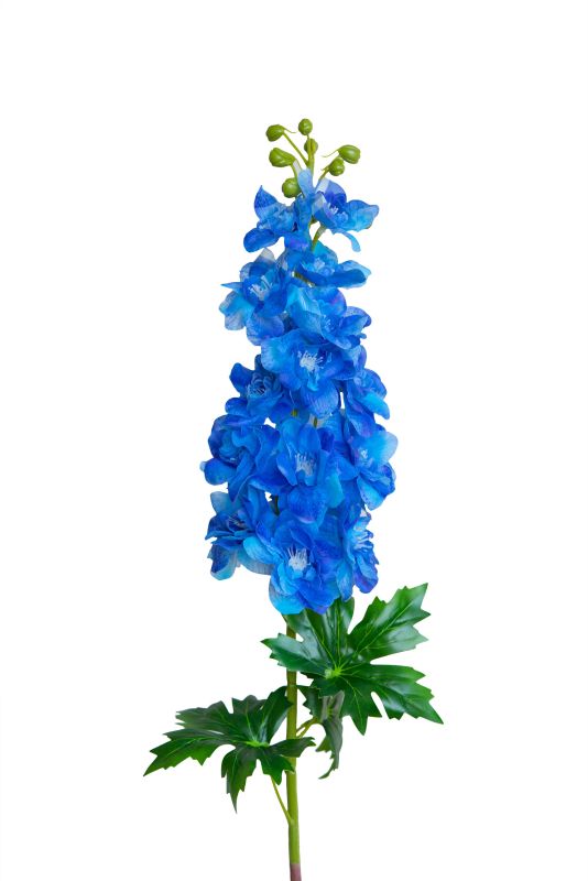 Delphinium