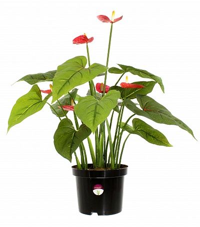 Anthurium Tavira