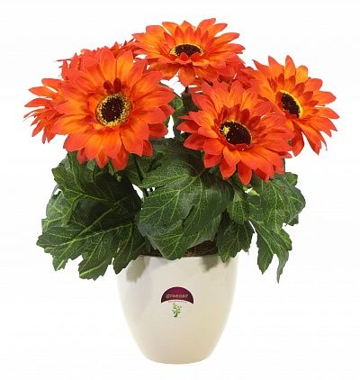 Gerbera Laura cachepot Dekollete 12 available to order 6 pieces