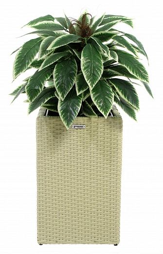 Croton Claire Cachepot Dekollete Rattan Cube 50 color