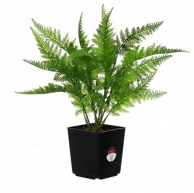 Halti fern in pot