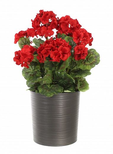 Geranium Rizado cachepot Dekollete Clasico 19