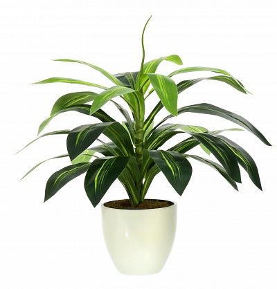 Dracaena Orli