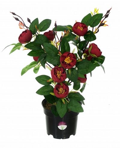 Camellia Derby in pot