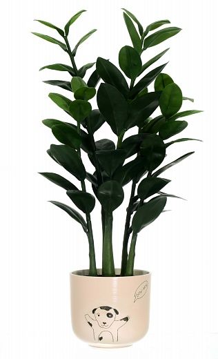 Zamioculcas Cargon Cinco