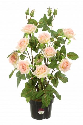 Rosa Salema