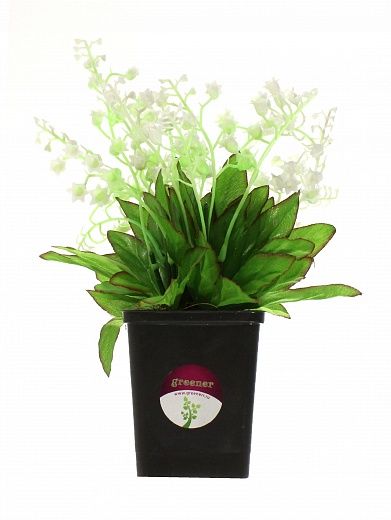 Lily of Pavo in cachepot