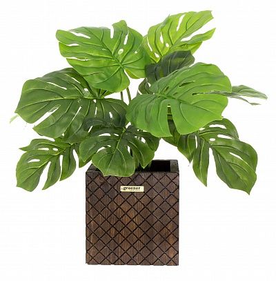 Monstera Moran Duo Cachepot Dekollete Gurido 20 color