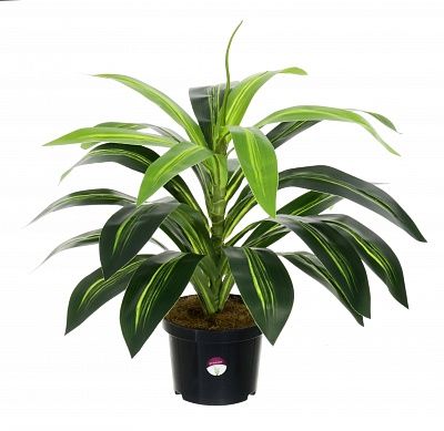 Dracaena Orli