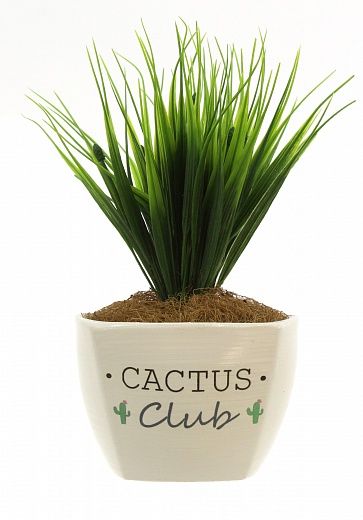 Sedge Bani cachepot Dekollete Cactus club