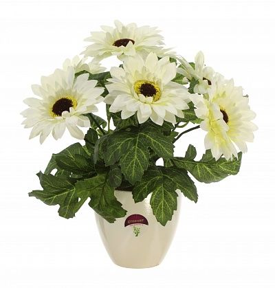 Gerbera Laura cachepot Dekollete 12 available to order 6 pieces