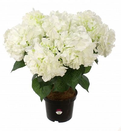 Hydrangea Sandi MC