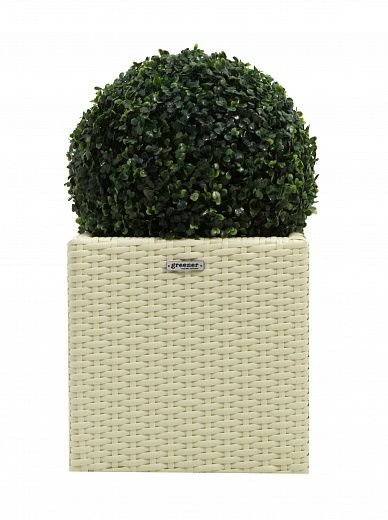 Orb Boxwood Camos in Dekollete Rattan Cube 32