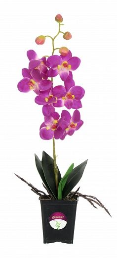 Orchid Vanda Iliana available to order 12 pieces