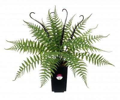 Fern Nephrolepis Vula in a cachepot