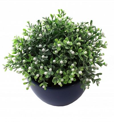 Boxwood Heather Glasgow