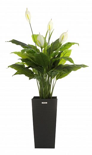 Spathiphyllum Triere cachepot Dekollete Cuno 46