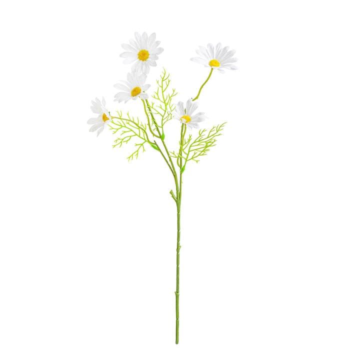 Field Chamomile (Matricaria)