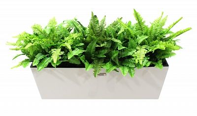 Fern Nephrolepis Jaffe Q cachepot Dekollete 19