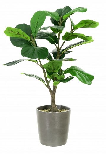 Ficus Lyrata Marmari Dekollete Concrete 22 planter available to order 2 pieces