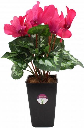 Cyclamen Rodis