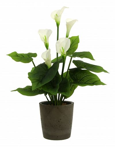 Calla Fevron cachepot Dekollete Concrete 17