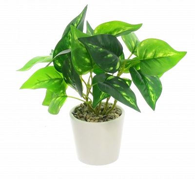 Tradescantia Lani Dekollete Piccolo planter 8