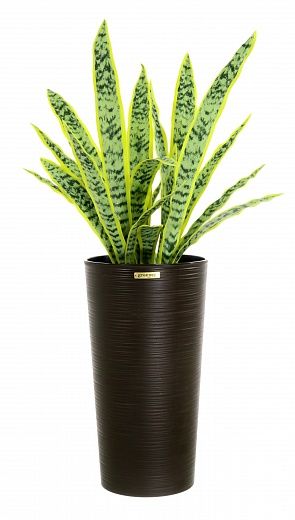 Sansevieria Gurun Cinco Cachepot Dekollete Serso 46