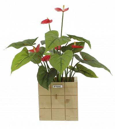 Anthurium Tavira cachepot Dekollete Chess 20