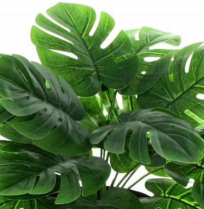 Monstera san pot 13