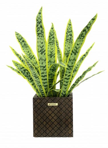 Sansevieria Gurun Cinco Cachepot Dekollete Gurido 20 color