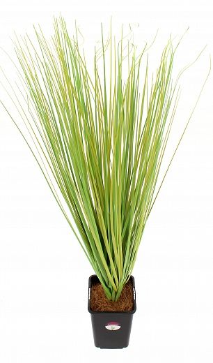 Sedge Farsi in cachepot