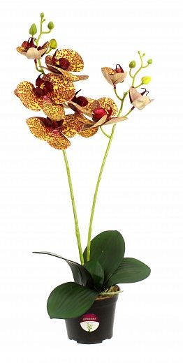 Orchid Phalaenopsis Camira