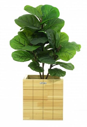 Ficus Lirata Alto cachepot Dekollete Chess 30 color