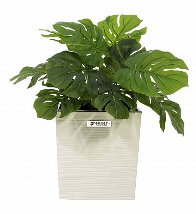 Monstera Moran Duo cachepot Dekollete Clasico 19