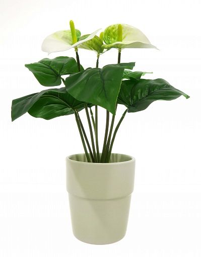 Anthurium Taru cachepot Dekollete Silver 12