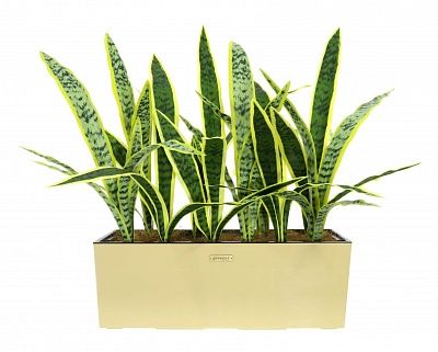 Sansevieria Gurun Dos cachepot Dekollete 19