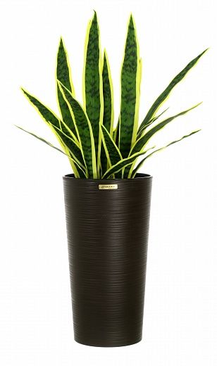 Sansevieria Gurun Cinco Cachepot Dekollete Serso 46