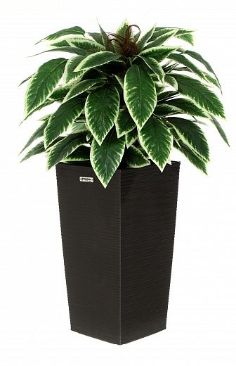 Croton Claire Cachepot Dekollete Kuno 46 Eco