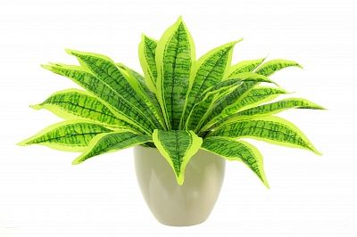 Dracaena Tiger cachepot Dekollete 18