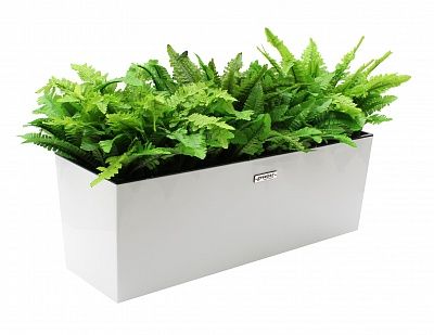 Fern Nephrolepis Jaffe Q cachepot Dekollete 19